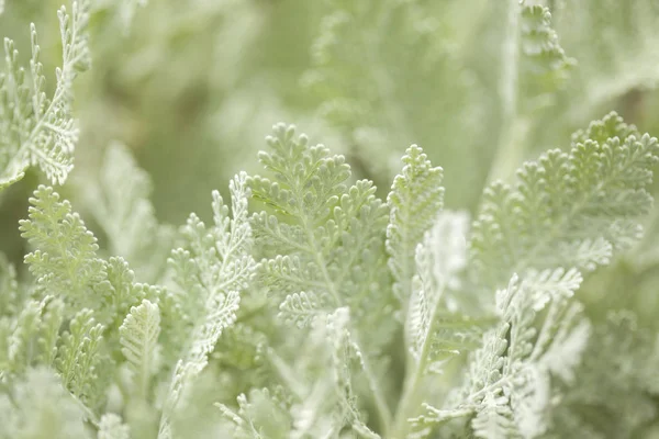 Flora van gran canaria - tanacetum ptarmiciflorum — Stockfoto